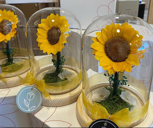 Maguee Signature Dome – Preserved Sunflower Under Glass