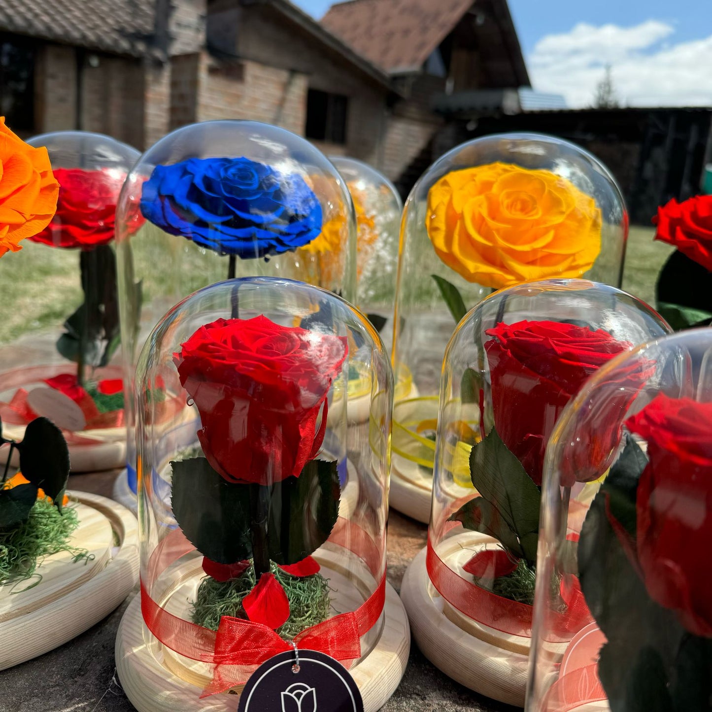 Maguee Signature Dome – Preserved Sunflower Under Glass