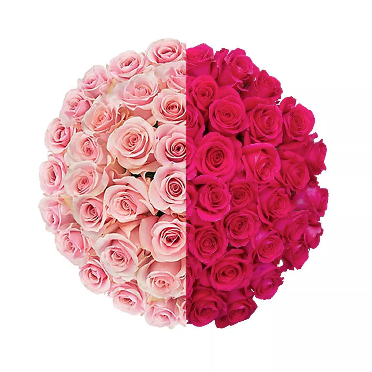 Signature Long Stem Duo-Tone Roses