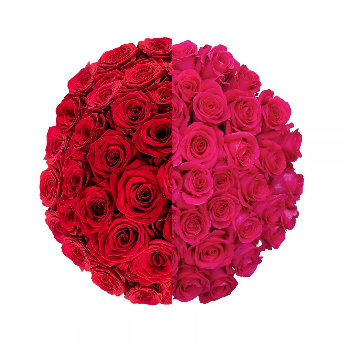 Signature Long Stem Duo-Tone Roses