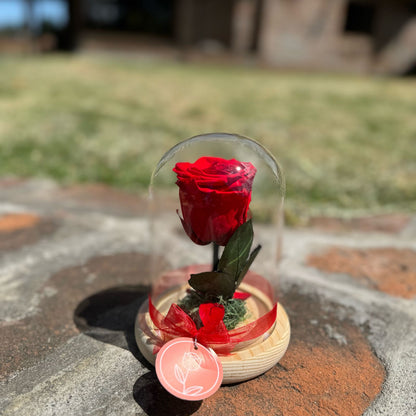 Maguee Signature Dome – Preserved Roses Under Glass