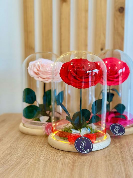 Maguee Signature Dome – Preserved Roses Under Glass