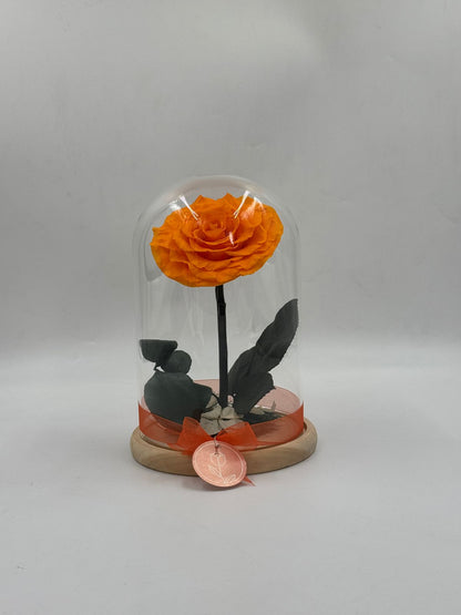 Maguee Signature Dome – Preserved Roses Under Glass
