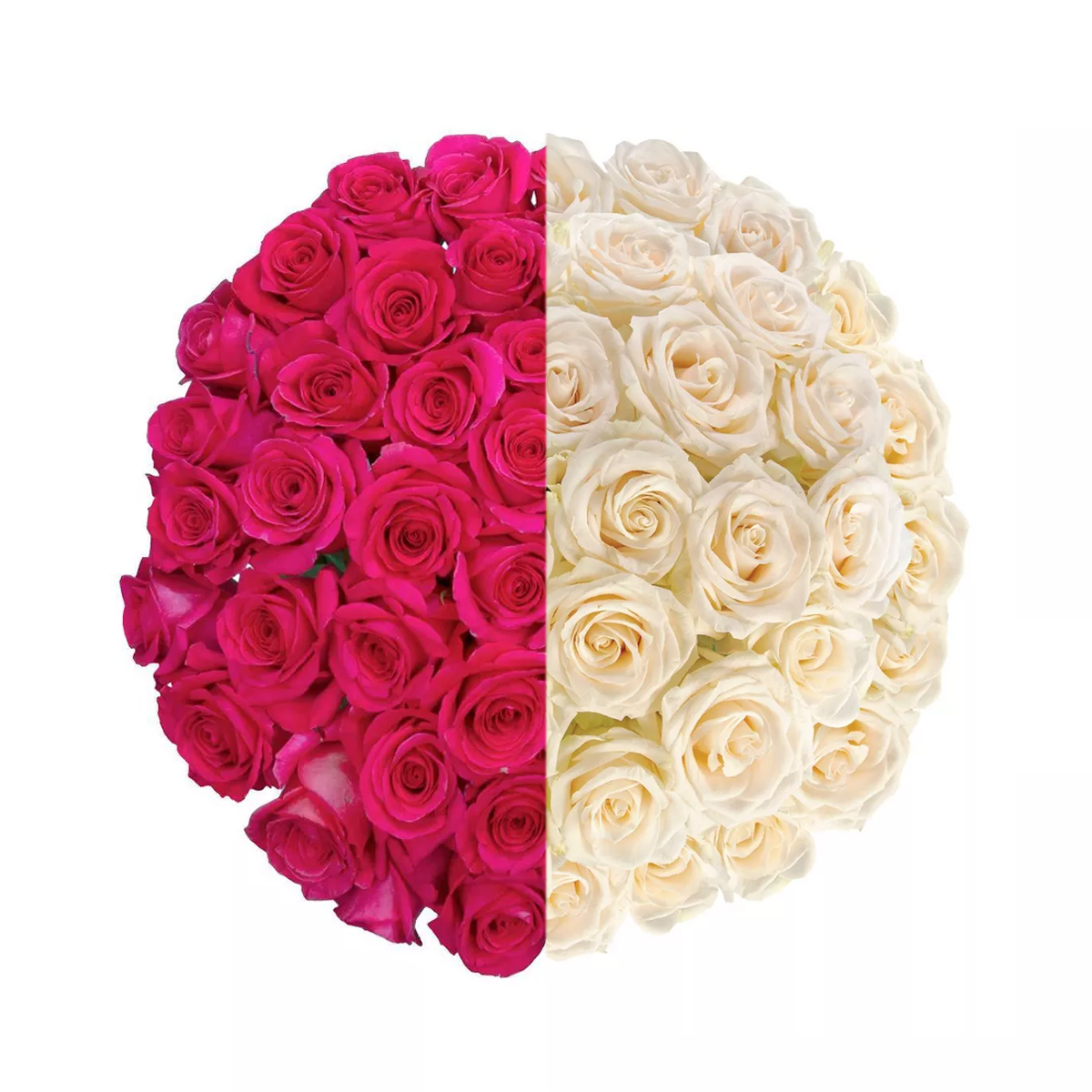 Signature Long Stem Duo-Tone Roses with Baby’s Breath