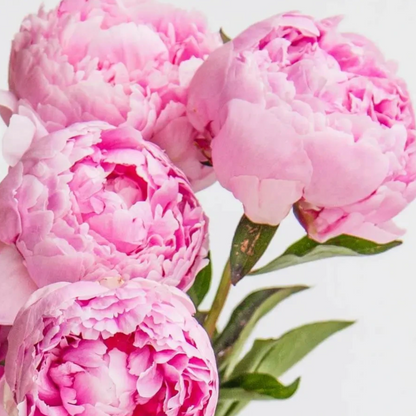 Peonies Collection – Pre-Order Only