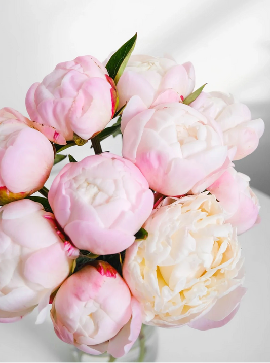 Peonies Collection – Pre-Order Only