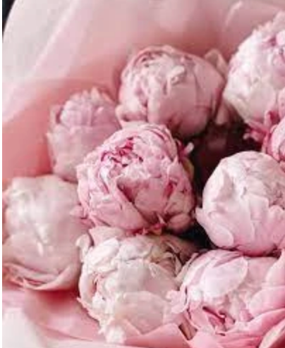 Peonies Collection – Pre-Order Only