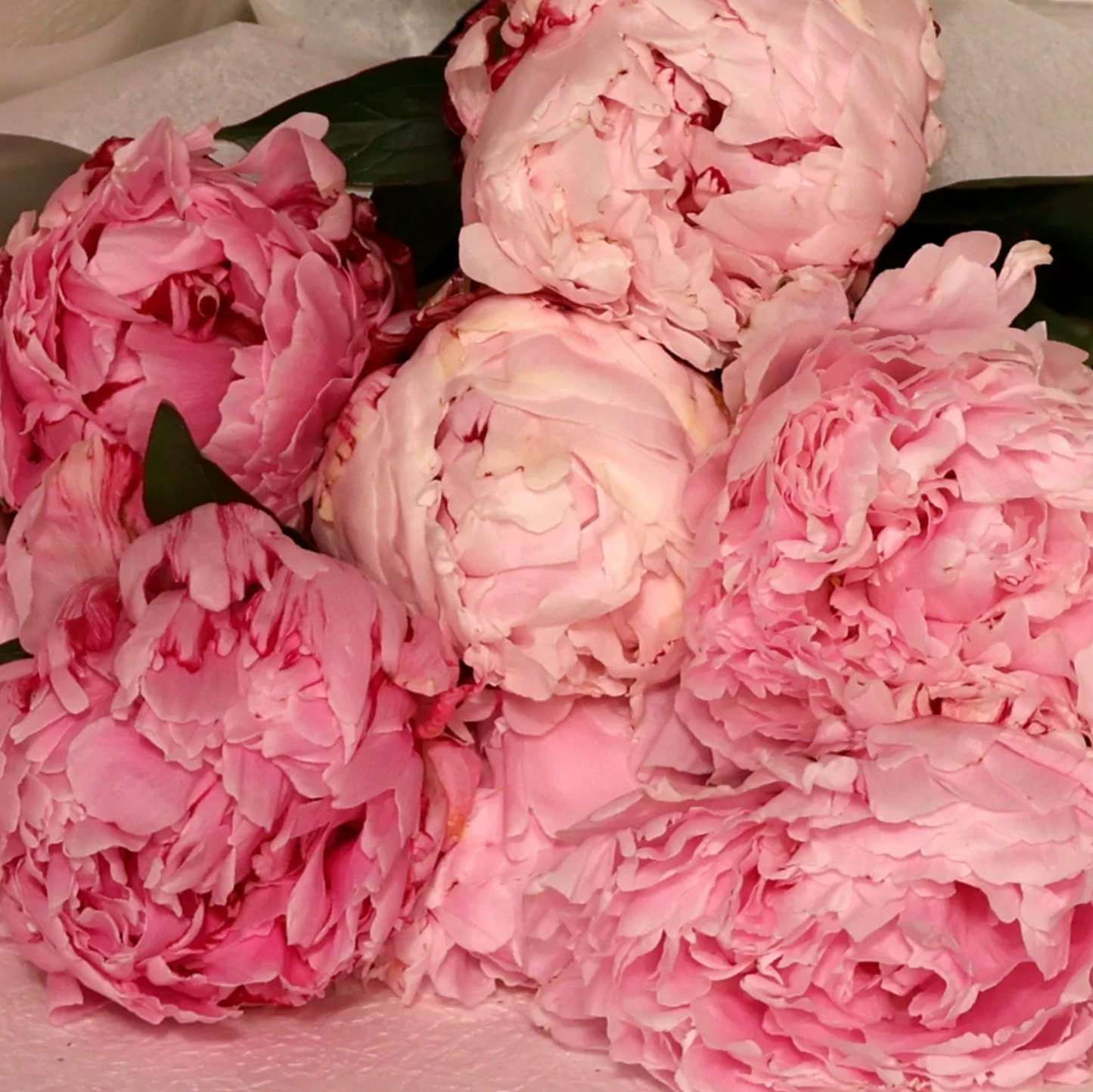 Peonies Collection – Pre-Order Only