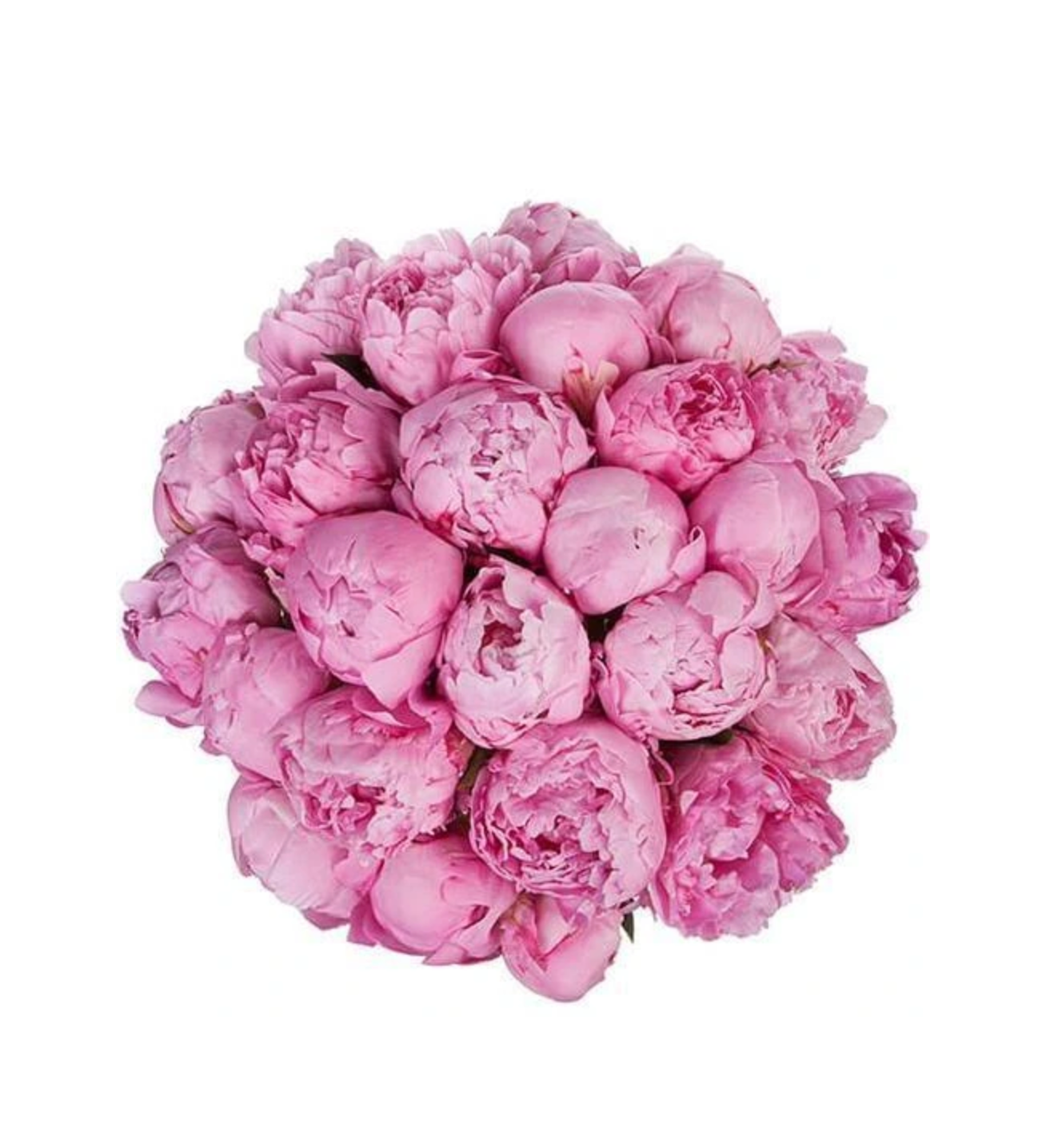 Peonies Collection – Pre-Order Only