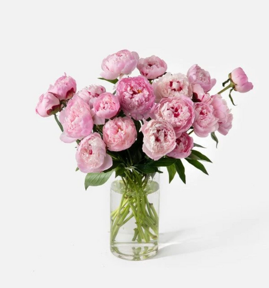 Peonies in Glass Vase – Pre-Order Only