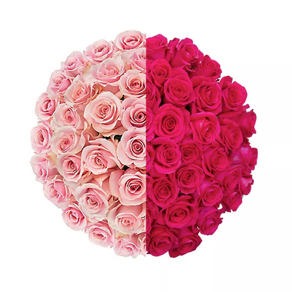 Signature Long Stem Duo-Tone Roses with Baby’s Breath