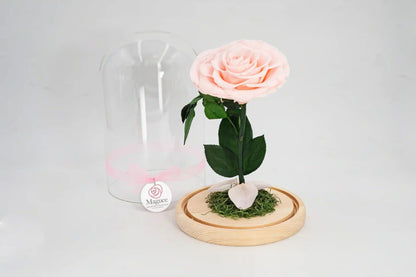 Maguee Signature Dome – Preserved Roses Under Glass